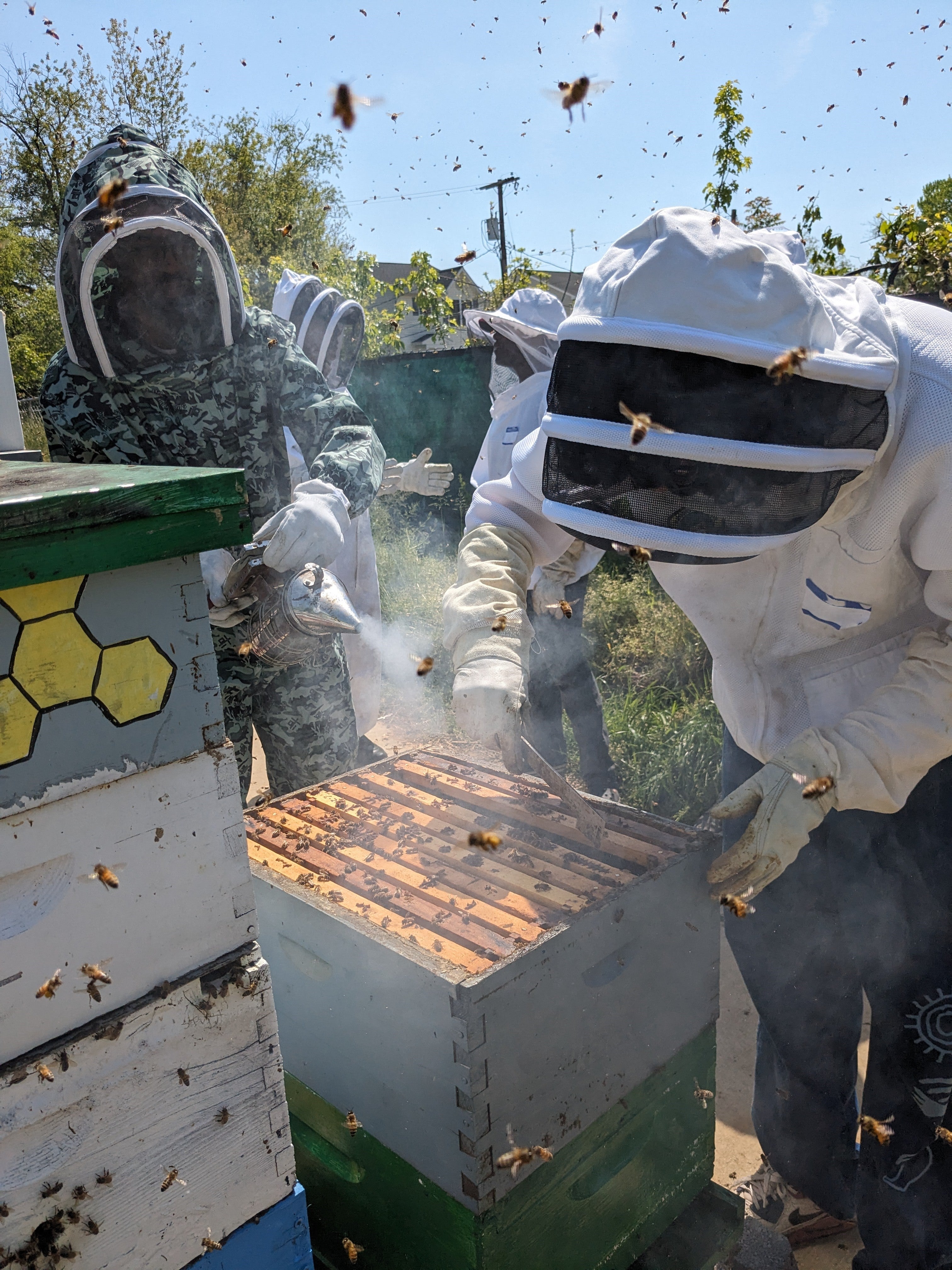 Beekeepers in a bee yard, surrounded by flying honey bees, using a smoker and a hive tool.