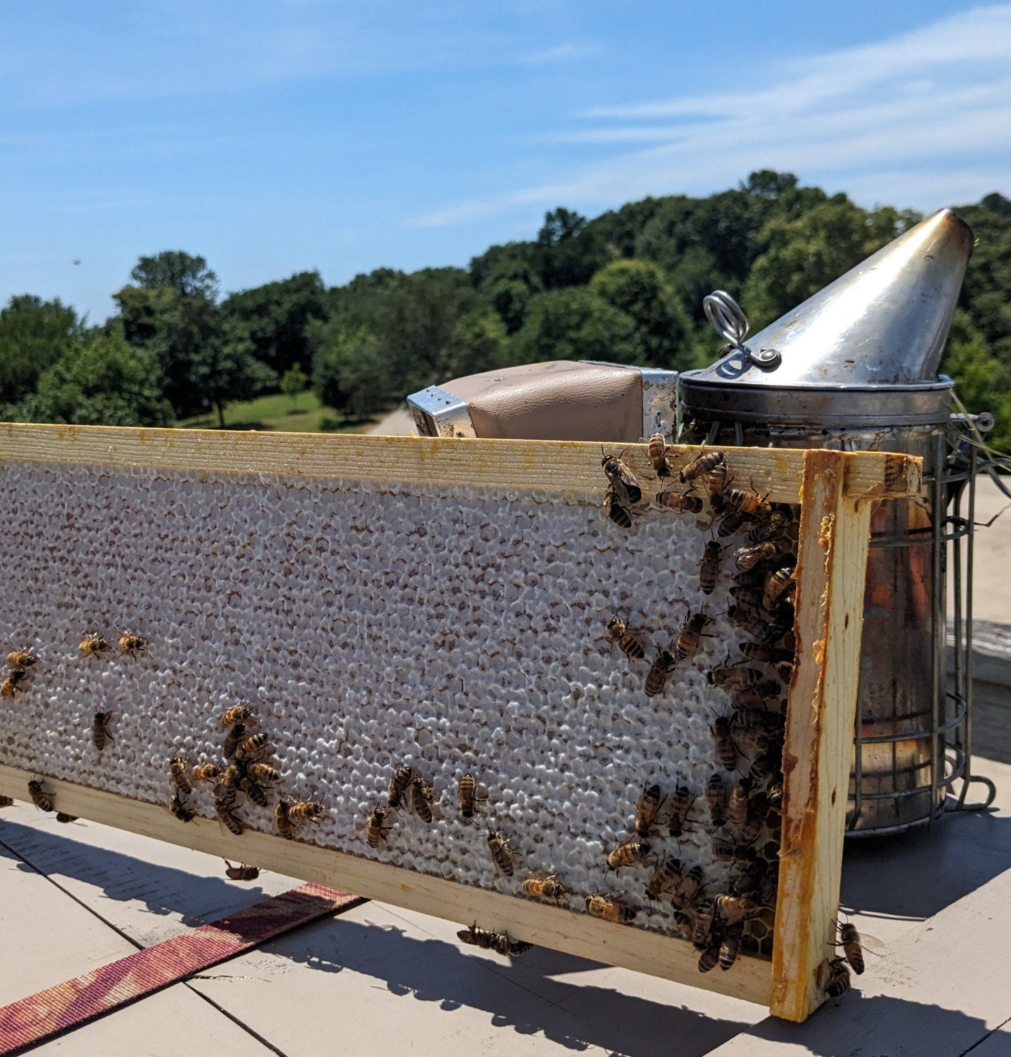 Honey frame with bees on a rooftop overlooking Patterson Park
