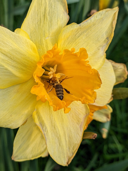 Why Hyper Local Baltimore Honey is the Sweetest Taste of the City