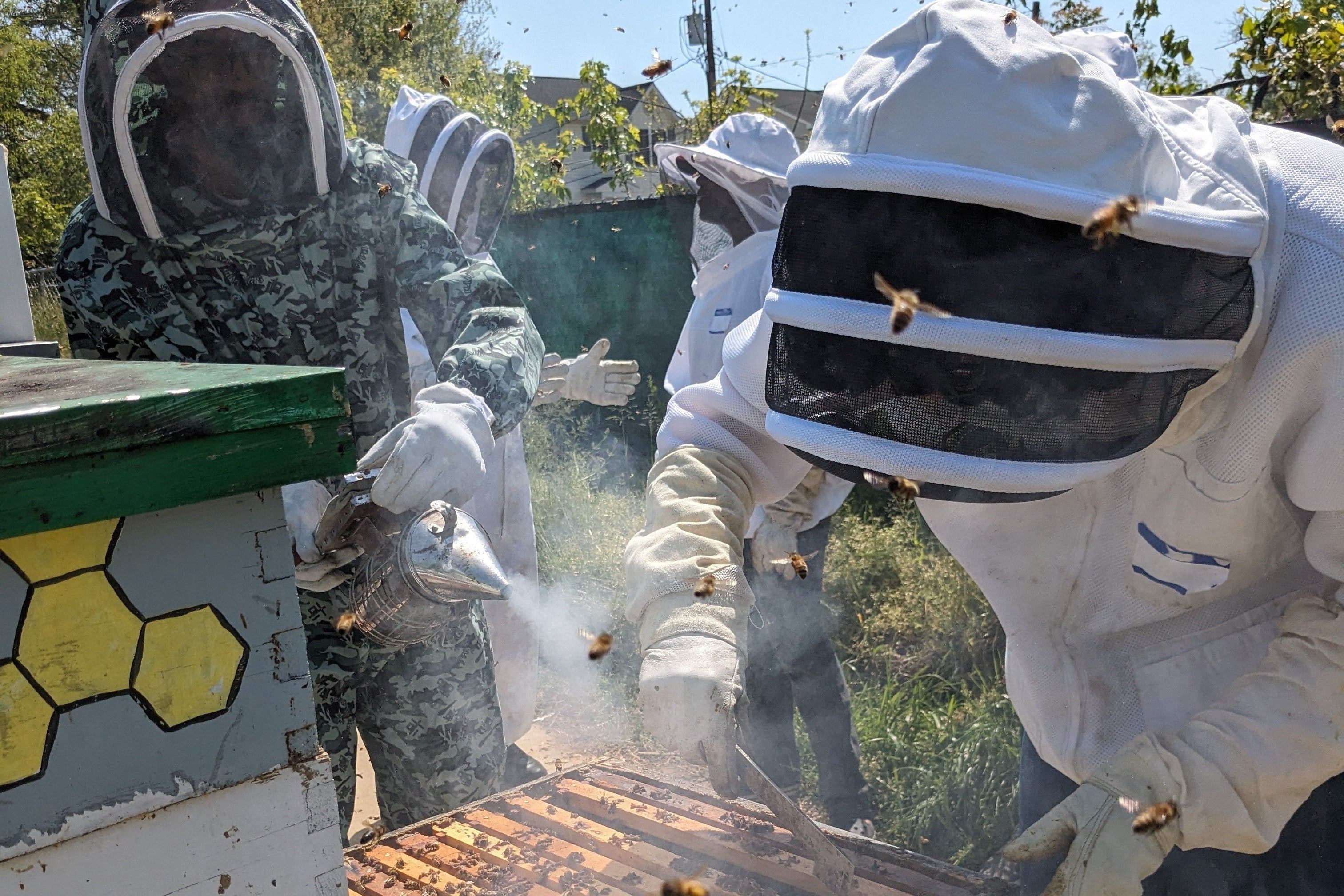 Beekeepers in a bee yard, surrounded by flying honey bees, using a smoker and a hive tool.