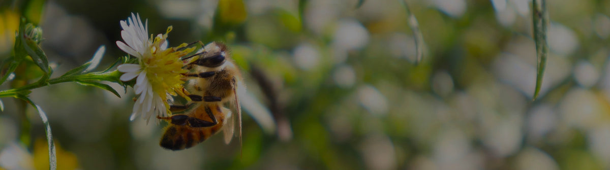 Honey bee foraging on a white and yellow aster bloom