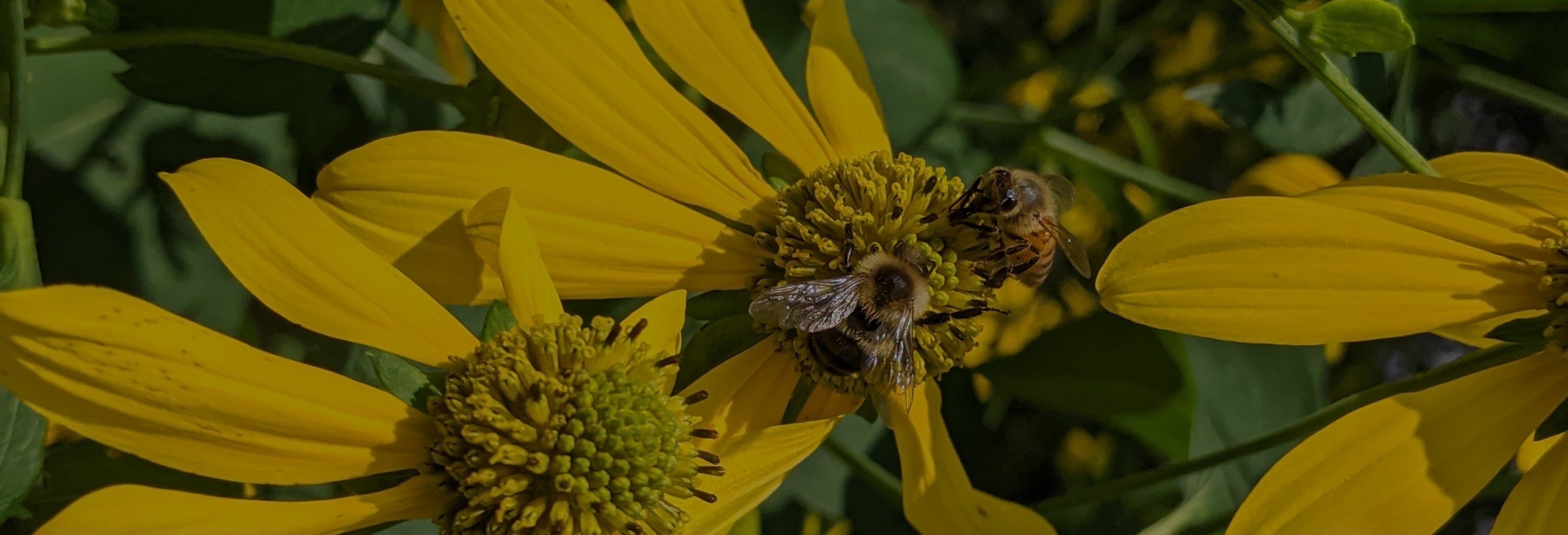Two bees visit yellow wildflowers